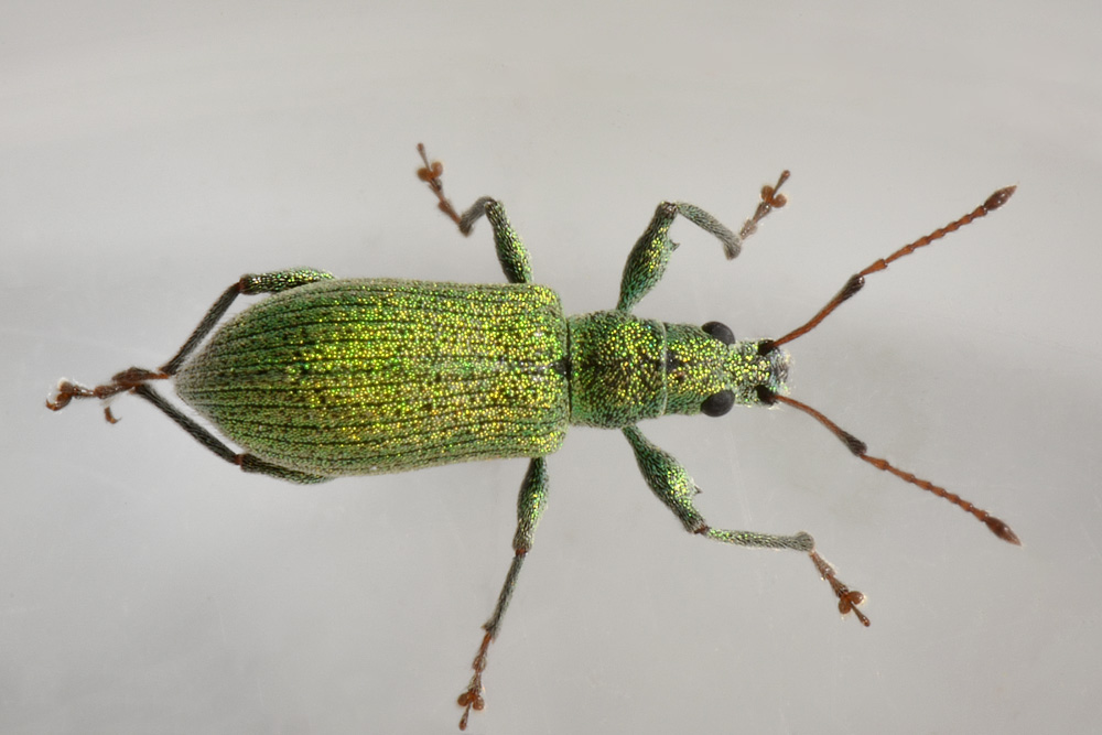 Curculionidae: Phyllobius arborator?  No, Phyllobius (Pterygorrhynchus) romanus